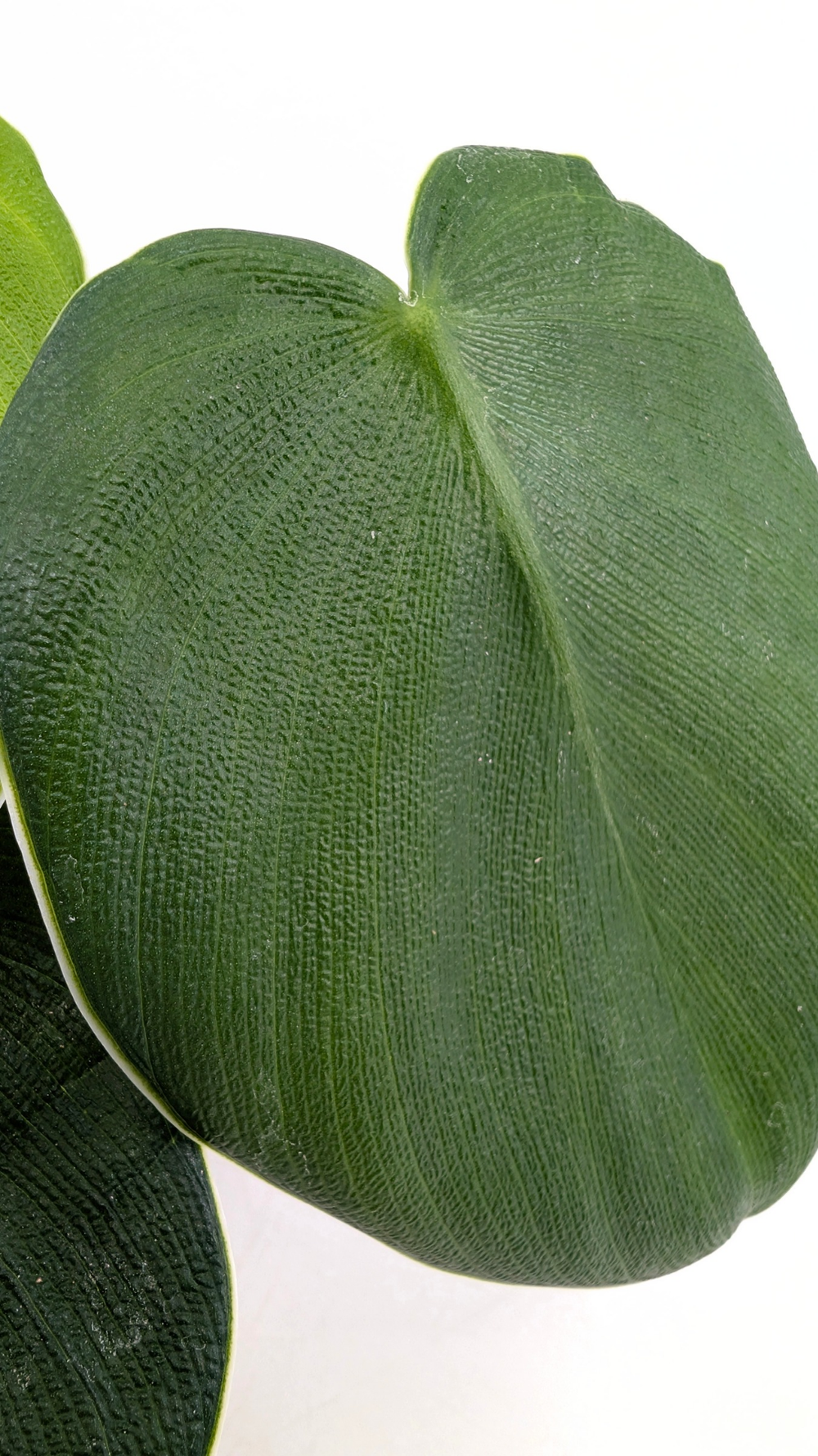 Philodendron Rugosum the Pig Skin Philodendron — The Leaf Gallery